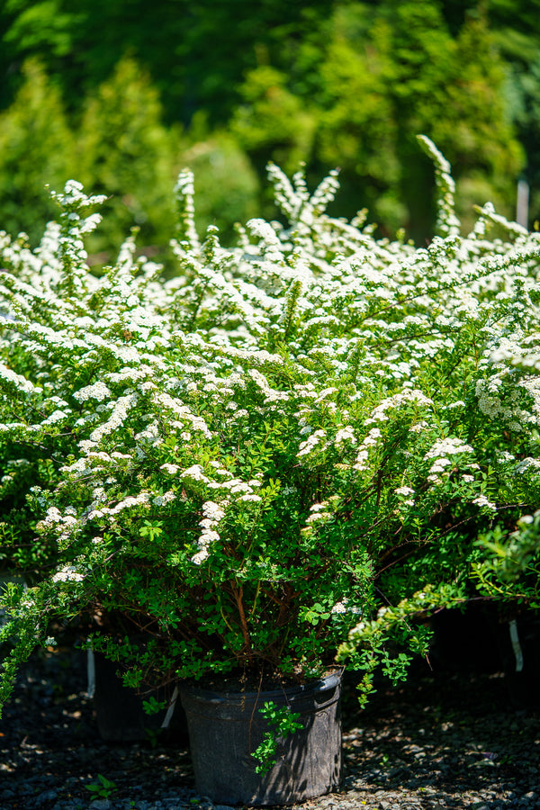 Snowmound Spirea