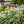 Load image into Gallery viewer, Snowmound Spirea - Spirea - Shrubs