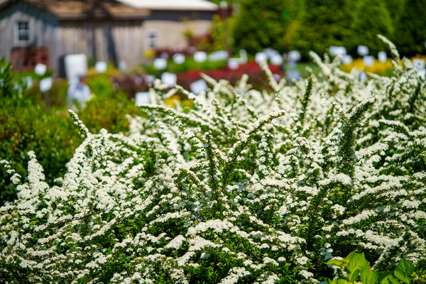 Snowmound Spirea