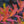 Load image into Gallery viewer, Snowmound Spirea - Spirea - Shrubs
