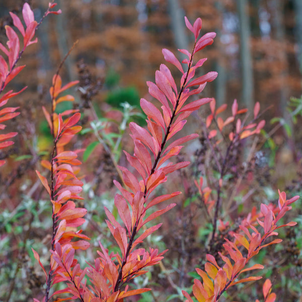 Snowmound Spirea