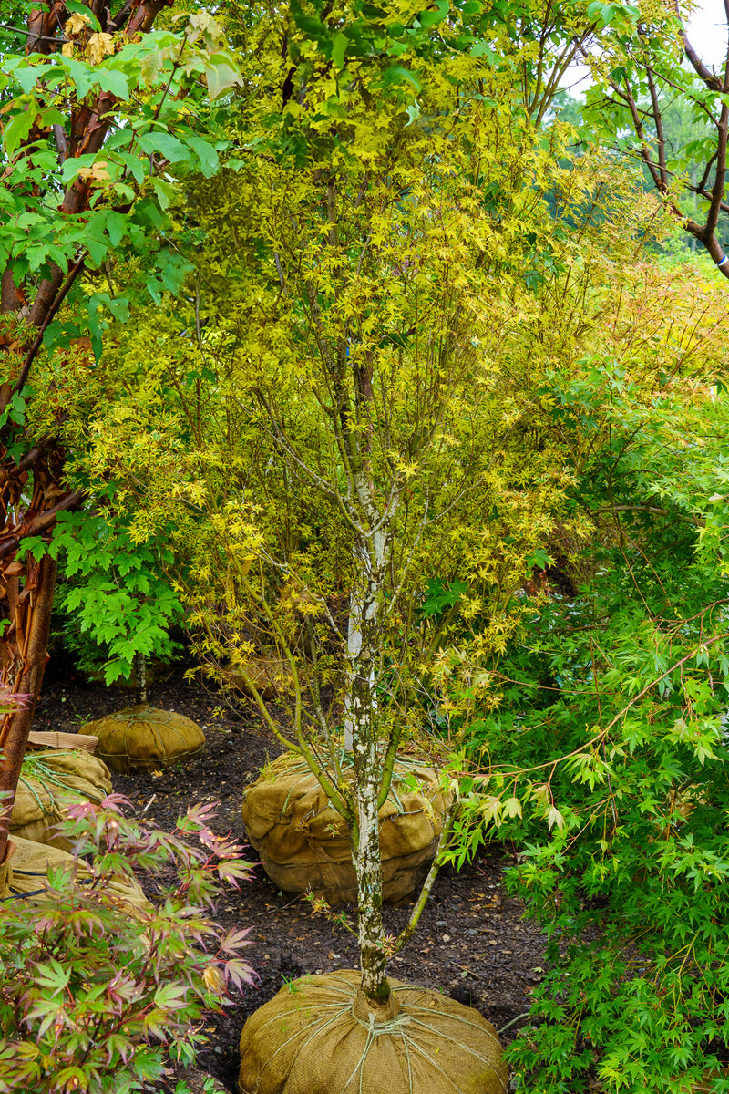 Shojo No Mai Japanese Maple – Plant Detectives