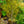 Load image into Gallery viewer, Sojo No Mai Variegated Japanese Maple