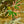Load image into Gallery viewer, Sojo No Mai Variegated Japanese Maple