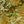 Load image into Gallery viewer, Sojo No Mai Variegated Japanese Maple