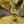 Load image into Gallery viewer, Sojo No Mai Variegated Japanese Maple