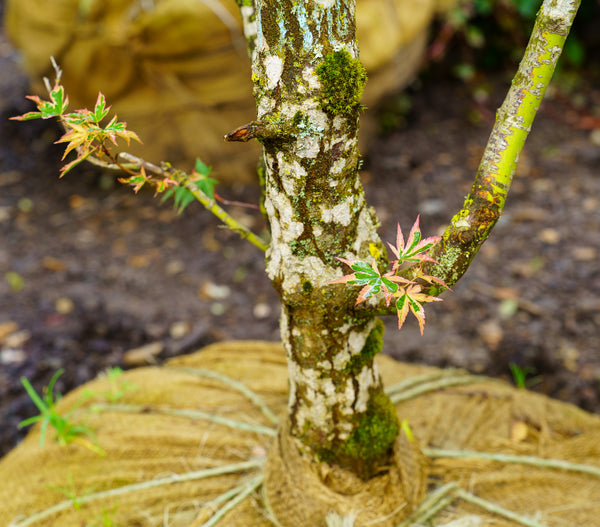 Sojo No Mai Variegated Japanese Maple