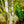 Load image into Gallery viewer, Sojo No Mai Variegated Japanese Maple