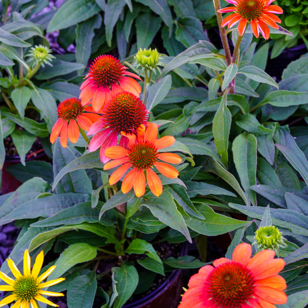 Sombrero Flamenco Orange Coneflower