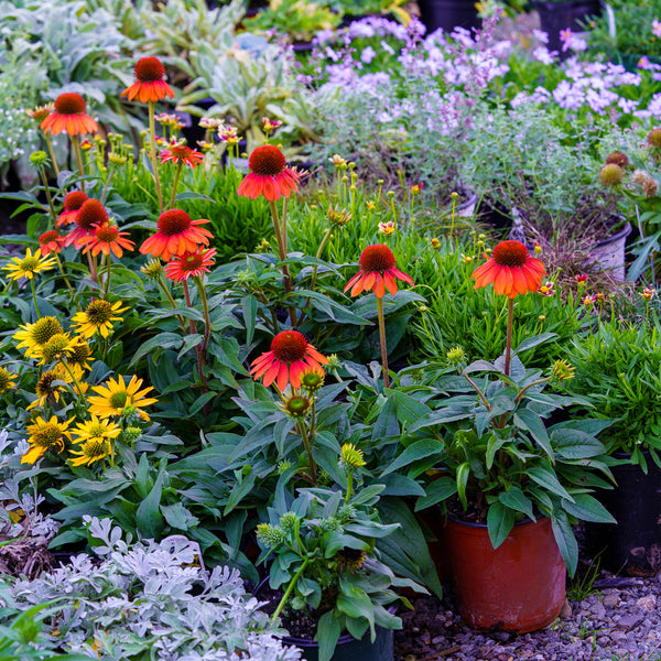 Sombrero Flamenco Orange Coneflower