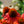 Load image into Gallery viewer, Sombrero Hot Coral Coneflower
