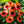 Load image into Gallery viewer, Sombrero Hot Coral Coneflower