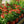 Load image into Gallery viewer, Sombrero Hot Coral Coneflower