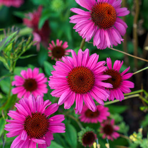 Sombrero Rosada Coneflower