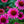 Load image into Gallery viewer, Sombrero Rosada Coneflower