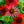 Load image into Gallery viewer, Sombrero Salsa Red Coneflower