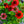 Load image into Gallery viewer, Sombrero Salsa Red Coneflower
