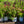 Load image into Gallery viewer, Sonic Bloom Pink Weigela