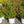 Load image into Gallery viewer, Sonic Bloom Pink Weigela