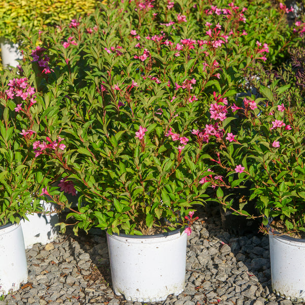 Sonic Bloom Pink Weigela