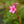 Load image into Gallery viewer, Sonic Bloom Pink Weigela