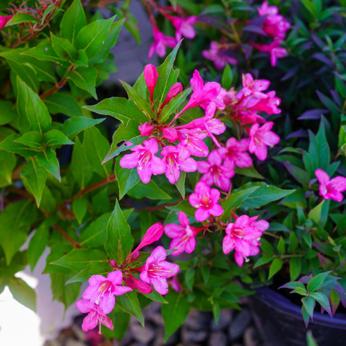 Sonic Bloom Pink Weigela – Plant Detectives