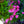 Load image into Gallery viewer, Sonic Bloom Pink Weigela