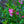 Load image into Gallery viewer, Sonic Bloom Pink Weigela