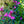 Load image into Gallery viewer, Sonic Bloom Pink Weigela