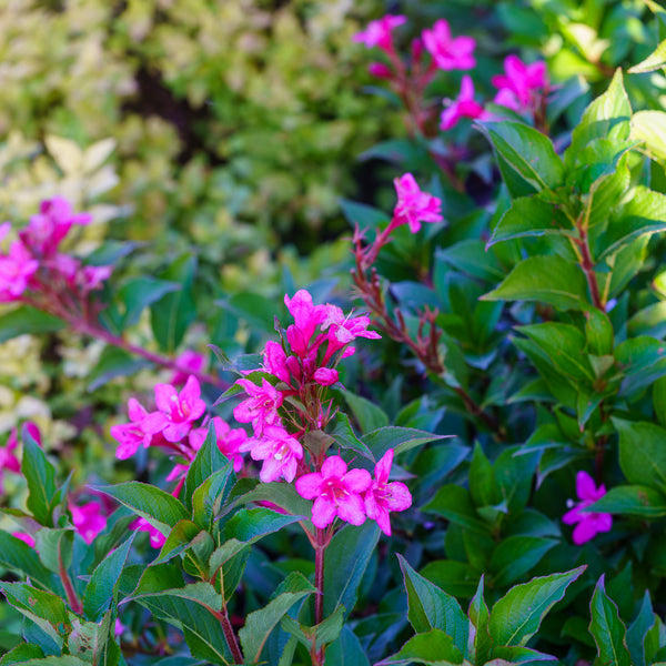Sonic Bloom Pink Weigela