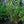 Load image into Gallery viewer, Sonic Bloom Pink Weigela