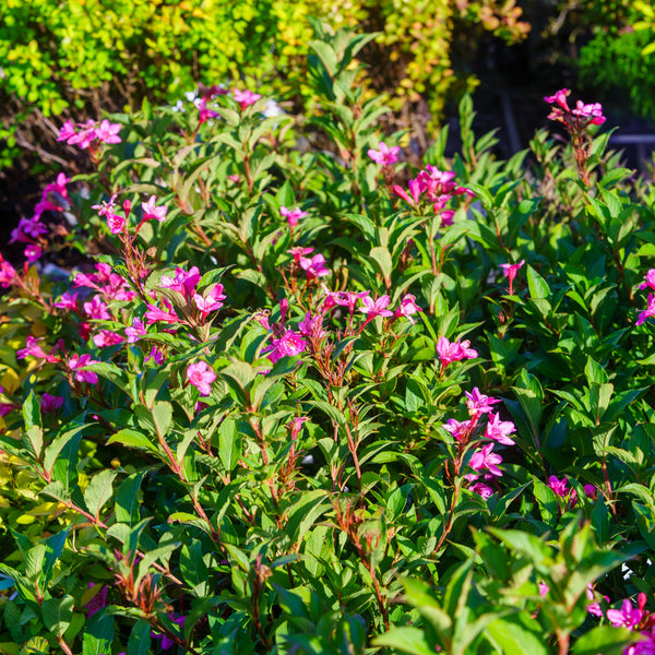 Sonic Bloom Pink Weigela