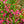 Load image into Gallery viewer, Sonic Bloom Pink Weigela