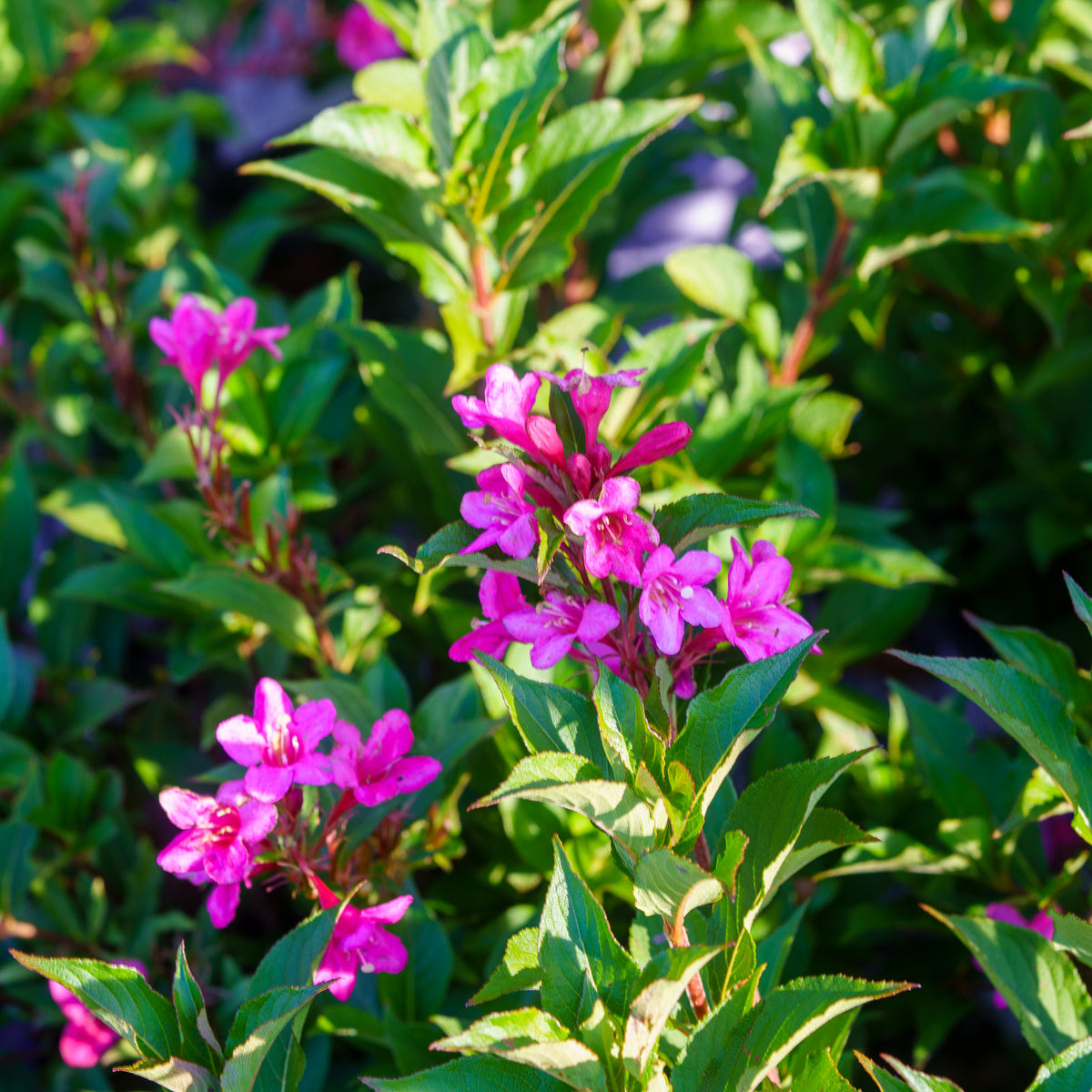 Sonic Bloom Pink Weigela – Plant Detectives