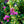 Load image into Gallery viewer, Sonic Bloom Pink Weigela