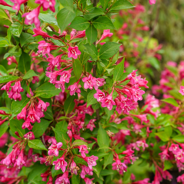Sonic Bloom Pink Weigela