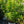 Load image into Gallery viewer, Sonic Bloom Red Weigela