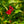Load image into Gallery viewer, Sonic Bloom Red Weigela