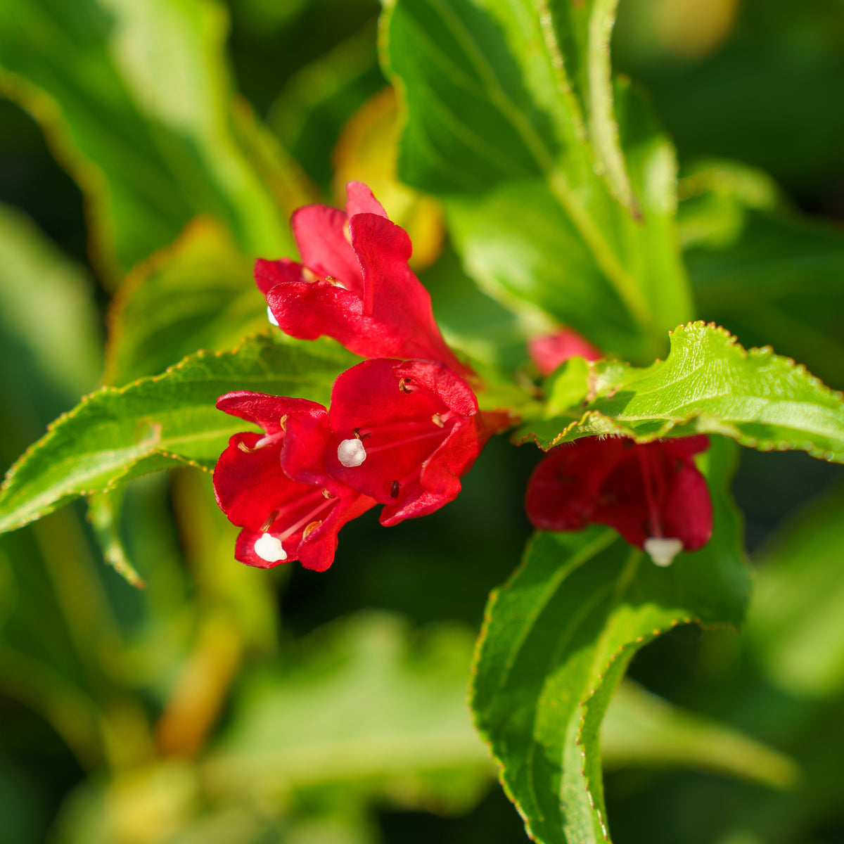sonic bloom plant growth Sonic Bloom Red Weigela – Plant Detectives