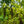 Load image into Gallery viewer, Sourwood