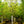 Load image into Gallery viewer, Sourwood