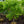 Load image into Gallery viewer, Sourwood