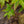 Load image into Gallery viewer, Sourwood