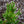 Load image into Gallery viewer, Spaan's Dwarf Lodgepole Pine - Pine - Conifers