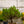 Load image into Gallery viewer, Spaan's Dwarf Lodgepole Pine - Pine - Conifers