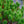Load image into Gallery viewer, Spaan's Dwarf Lodgepole Pine - Pine - Conifers