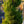 Load image into Gallery viewer, Spartan Chinese Juniper