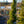 Load image into Gallery viewer, Spartan Chinese Juniper