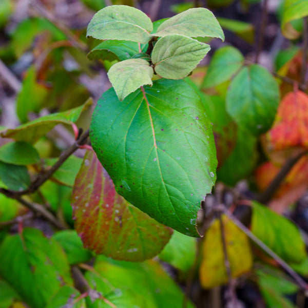 Spice Baby Korean Spice Viburnum