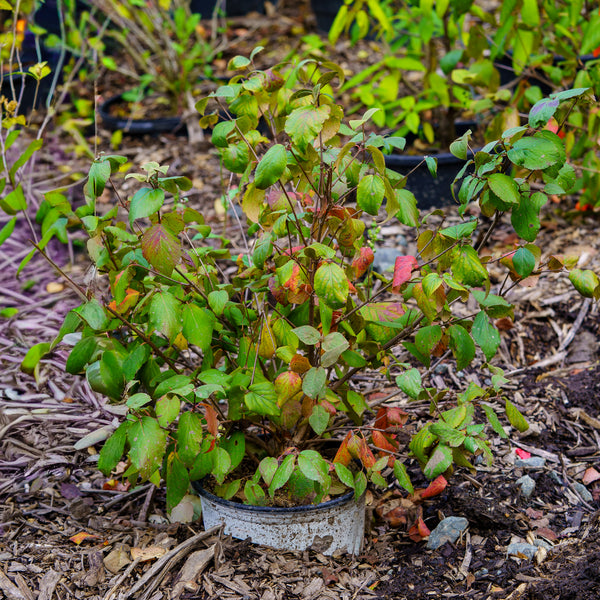 Spice Baby Korean Spice Viburnum